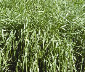 Brachiaria